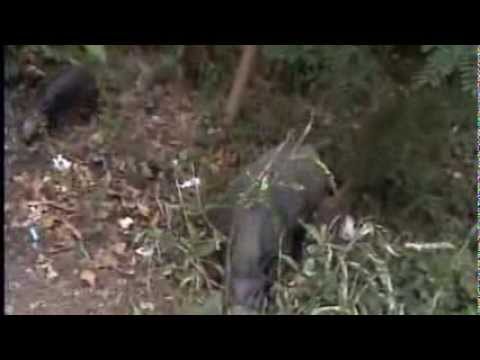 PROVINCIA GESTIONE UNGULATI