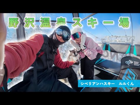 野沢温泉スキー場と犬『ハスキー犬と距離10kmのスキー場を滑ってみた 』スノボ旅