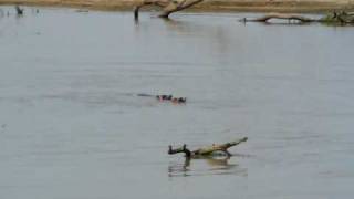 Struggling Hippos, Zambia