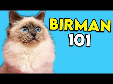 Birman Cat 101 - This Long-Haired Cat Is Actually Really EASY TO GROOM!