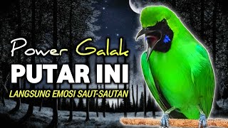 Download lagu CUCAK IJO GACOR FULL EMOSI, PANCINGAN DAN MASTERAN CUCAK IJO BIKIN NYAUT BUNYI SIANG MALAM mp3