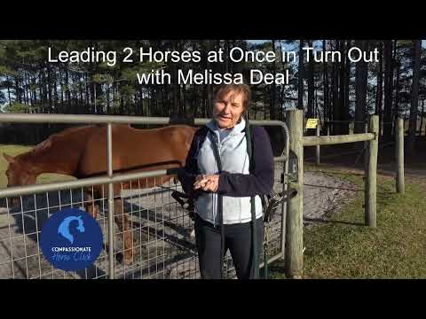 Compassionate Horse Clicker Training &mdash; Leading & Managing Multiple Horses at Once