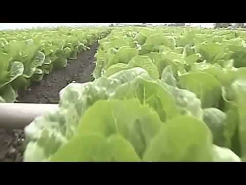 E Coli Contaminated Romaine Lettuce