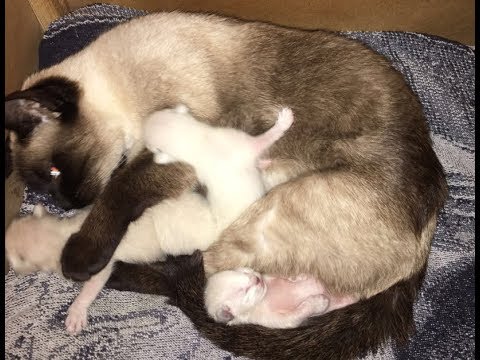 adorable Siamese Kittens,2 Weeks Old Family fun