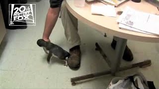 Cute Penguin Gets Tickled Video