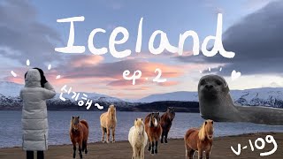 🇮🇸 아이슬란드 북부에서 만난 동물들 🦭피오르 해안, 미바튼 온천, 브이로그 2부