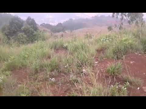 KOYARI.RINDAM XVII/CND. ( IRIAN JAYA BUNGA BANGSA )