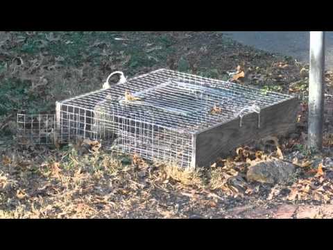 Repeating squirrel trap