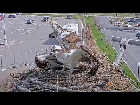 Iris Fends Off Visiting Osprey From Hellgate Nest | April 10, 2025 | Cornell Lab