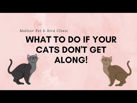 What To Do If Your Cats Don't Get Along!