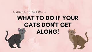 What To Do If Your Cats Don