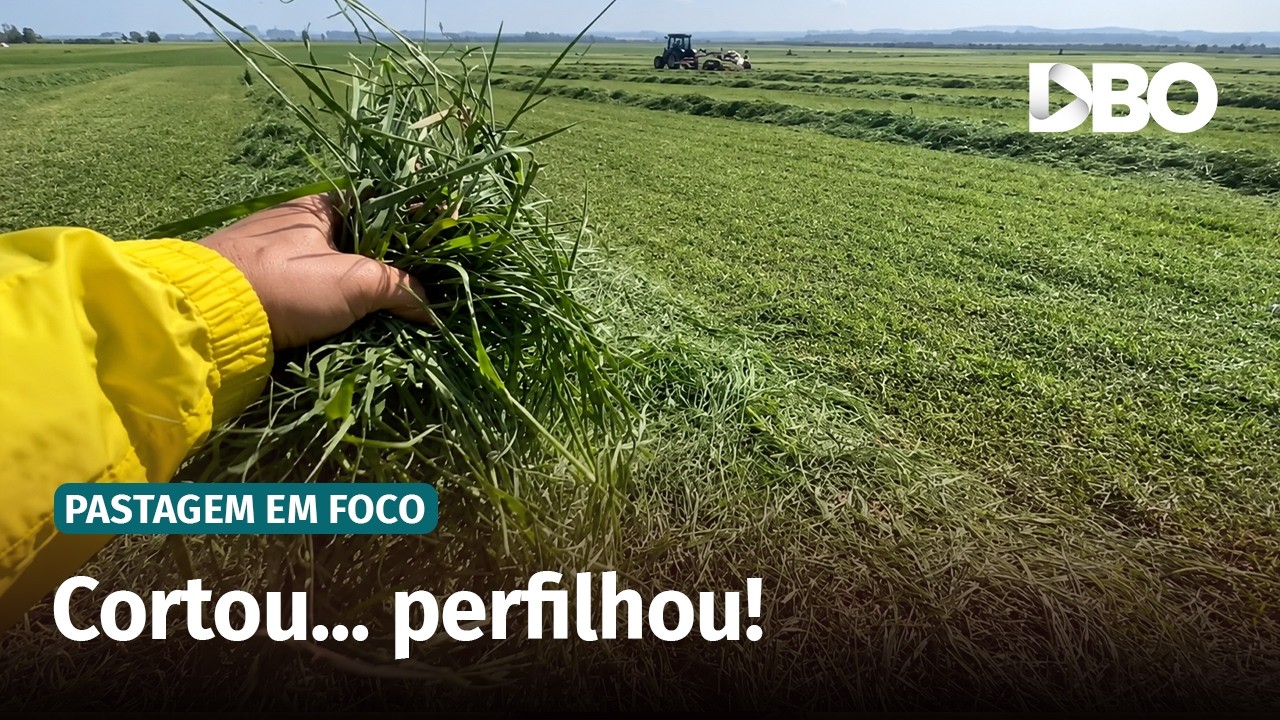 Por que cortar o capim aumenta o perfilhamento?