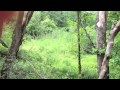 Baby Deer in Forest 