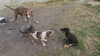 Video preview image #3 Catahoula Leopard Dog Puppy For Sale in CUMBY, TX, USA