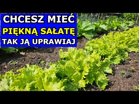 If you want BEAUTIFUL LETTUCE, this is how to grow it. How to sow and plant lettuce, Bitter Lettu...