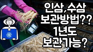 인삼 수삼 보관방법? 1년도 보관가능한방법! - korea ginseng