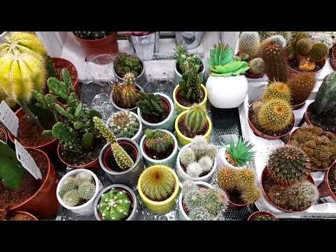 , title : 'Buying a catus from a supermarket-what to check | Visit to a Polish plant shop |'