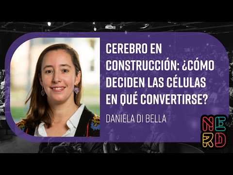 Cerebro en construcción: ¿cómo deciden las células en qué convertirse?