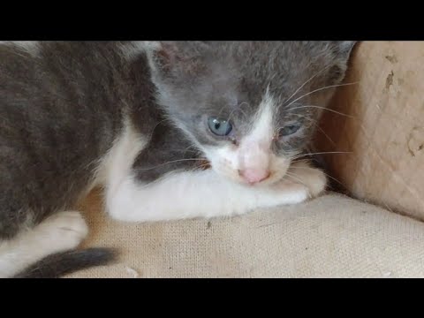 Mother Cat Left Her Kittens Alone