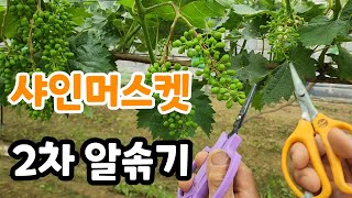 샤인머스켓 2차 알솎기 이것 끝내 준다