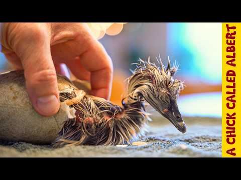 Miracle Black Swan Hatching - She Followed Me Everywhere