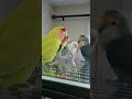 Lovebird talking to each other 7-19-21