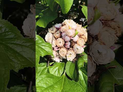 Mysore Malli flower #flower #trending #shorts #nature