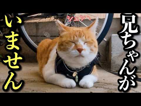 【兄が遠征へ】いないことに、あとから気づいた猫