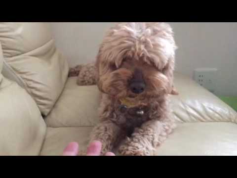 会計学科 愛犬やまと！ありがとう！