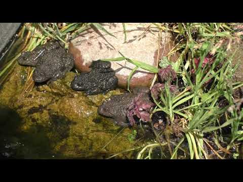 Bombina Variegata Sunbathing 30 04 2021