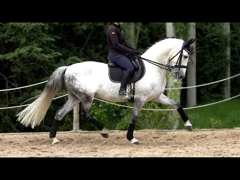 FEI Potential - Advanced PSG PRE Gelding 2017 - 1,61 cm (#MP700)
