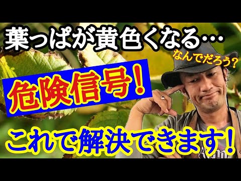 生き返らせる 植物が黒くなる 病気になる すすカビ 黒い斑点が出る 葉が落ちる 茎が枯れる