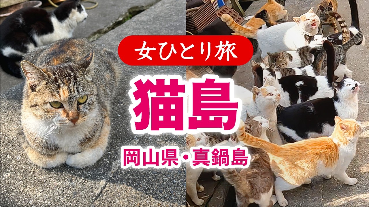 【女ひとり旅】猫島／岡山県真鍋島で猫まみれ♪ 2026.03【国内旅行】