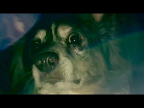 When the Power Goes Out (Funny Dogs Get Scared!)