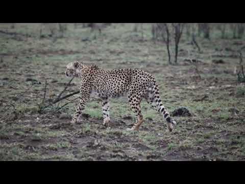 RHULANI MINUTE SAFARI - Cheetah on its way to a viewpoint