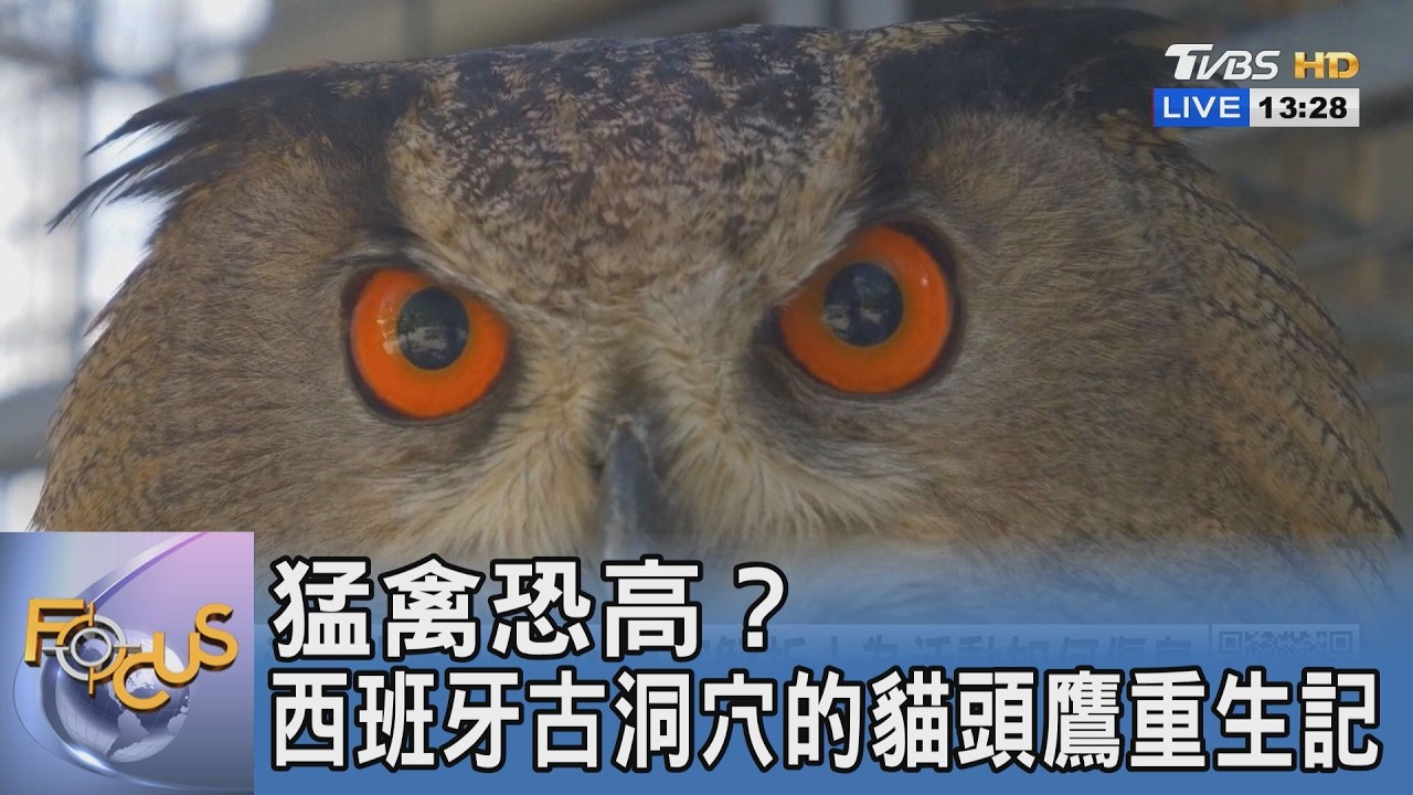 猛禽恐高?西班牙古洞穴的貓頭鷹重生記