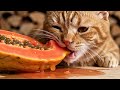Tropical Crunch Cat Vs Papaya ASMR