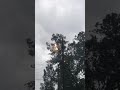 Hurricane Michael NC Tree On Fire