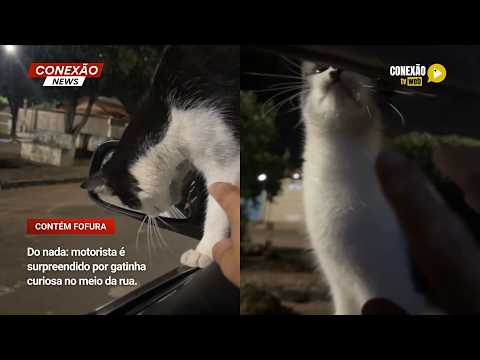 Vídeo: Do nada: motorista é surpreendido por gatinha curiosa no meio da rua.