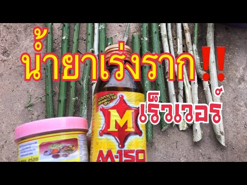 ขนาดถุงยางอนามัยสำหรับสมาชิกที่มีขนาดเล็ก อวัยวะเพศชายครีมขยาย