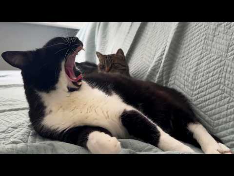 YouTube 썸네일