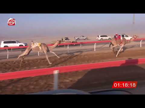 ش 14 (هملوله) لـ حمد عبدالله نخيره العفاري 2:09:40 , شارة الصندوق 2026/06/13 فطامين الوقن    