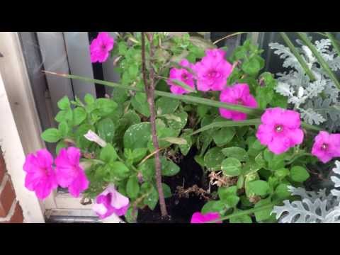 Pink Flowers. Flores Rosadas