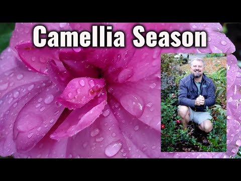 All About Camellias