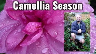 All About Camellias