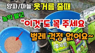 양파.마늘 웃거름 줄때 농약 말고 이것도 천연살충제 꼭 뿌려 주세요 벌레걱정 없어요 천연살충제 제충국
