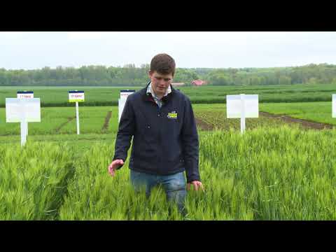 Saaten-Union: Wintergerste Eckendorf 41.40, Produktmanager Paul Steinberg, Standort Leopoldshöhe