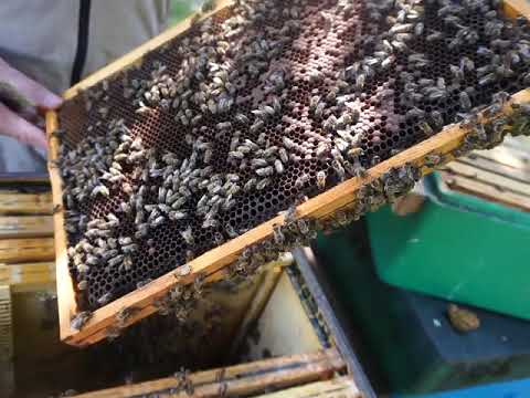 17 lipiec, zamykanie matki w izolatorze