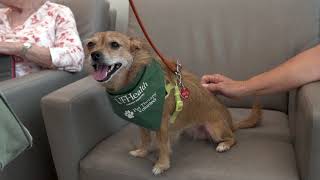 UF Health NICAP  Pet Therapy Program