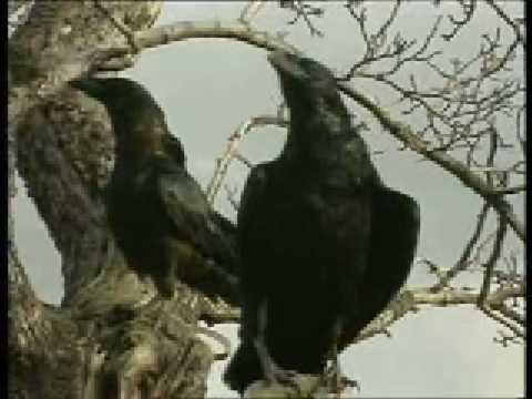 Arakain - Město